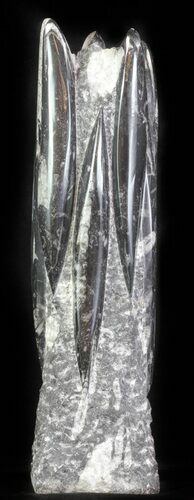 Tall Tower Of Polished Orthoceras (Cephalopod) Fossils #61318
